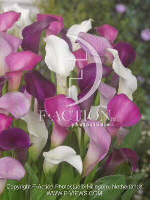 botanic stock photo Zantedeschia