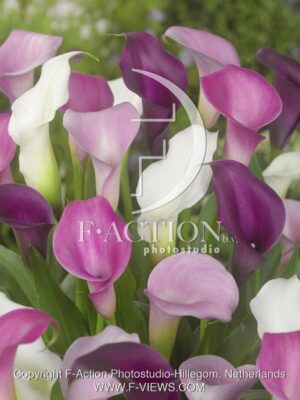 botanic stock photo Zantedeschia