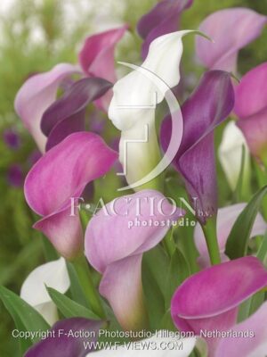 botanic stock photo Zantedeschia