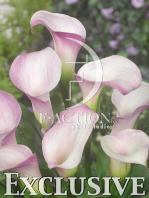 botanic stock photo Zantedeschia