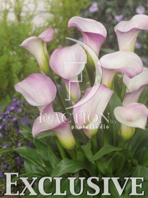 botanic stock photo Zantedeschia