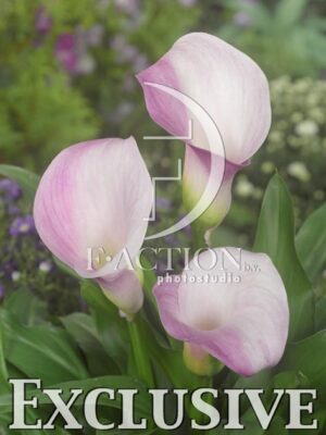 botanic stock photo Zantedeschia