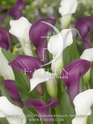 botanic stock photo Zantedeschia