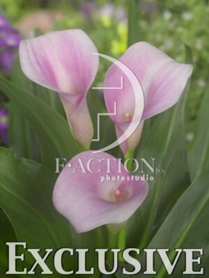 botanic stock photo Zantedeschia