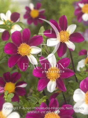 botanic stock photo Dahlia