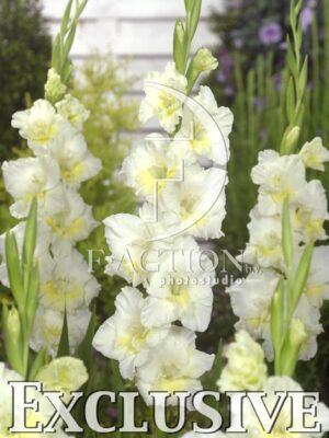 botanic stock photo Gladiolus