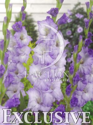 botanic stock photo Gladiolus