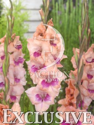 botanic stock photo Gladiolus