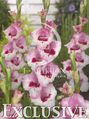 botanic stock photo Gladiolus