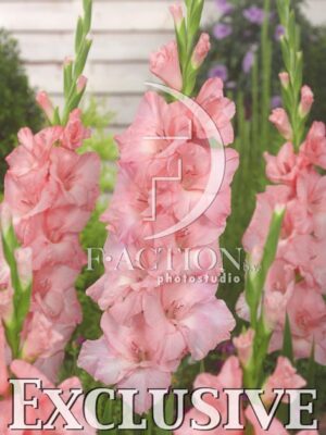 botanic stock photo Gladiolus