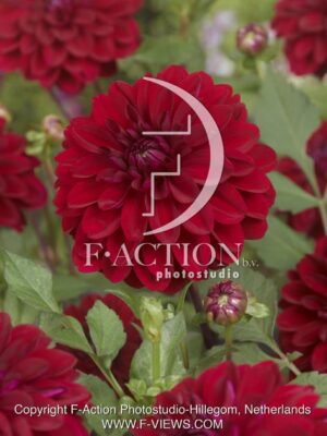 botanic stock photo Dahlia