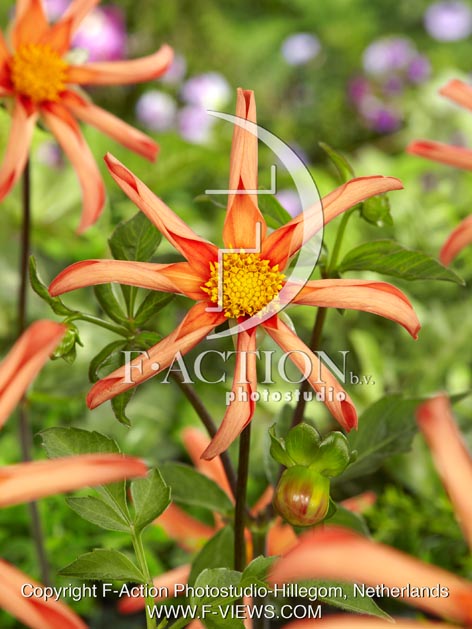 botanic stock photo Dahlia
