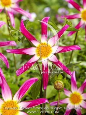 botanic stock photo Dahlia