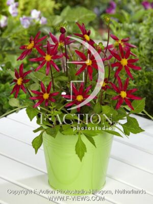 botanic stock photo Dahlia
