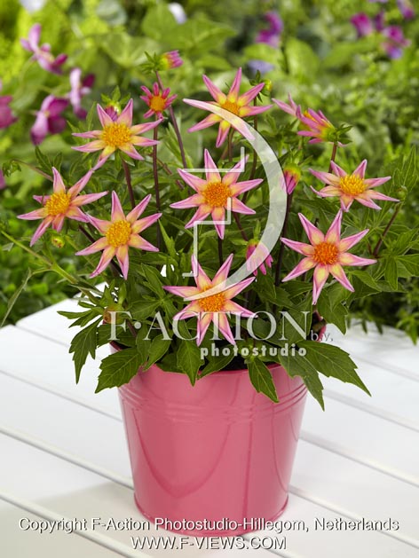 botanic stock photo Dahlia