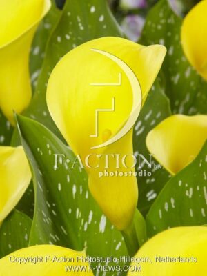 botanic stock photo Zantedeschia