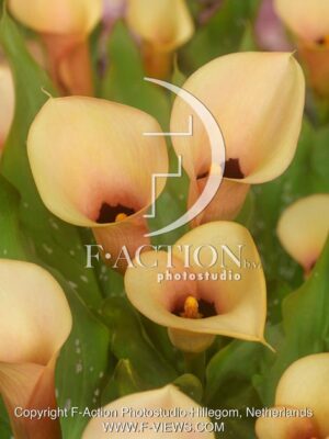 botanic stock photo Zantedeschia