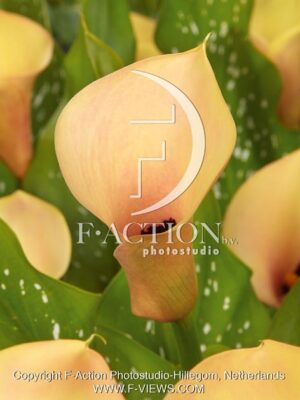 botanic stock photo Zantedeschia