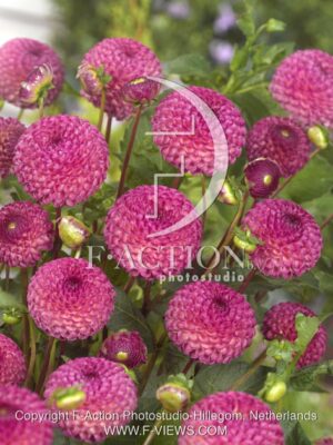 botanic stock photo Dahlia
