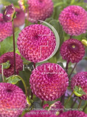 botanic stock photo Dahlia
