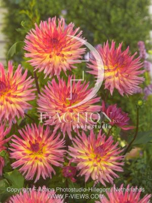 botanic stock photo Dahlia