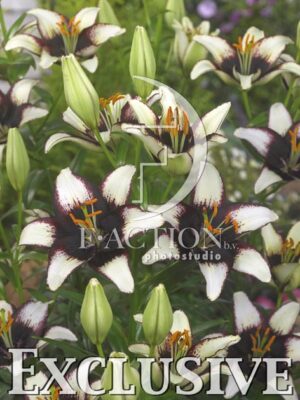 botanic stock photo Lilium