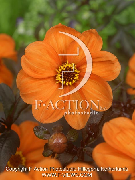 botanic stock photo Dahlia