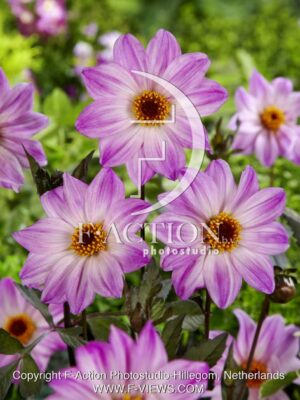 botanic stock photo Dahlia