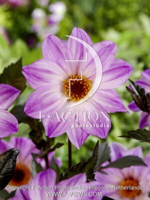 botanic stock photo Dahlia