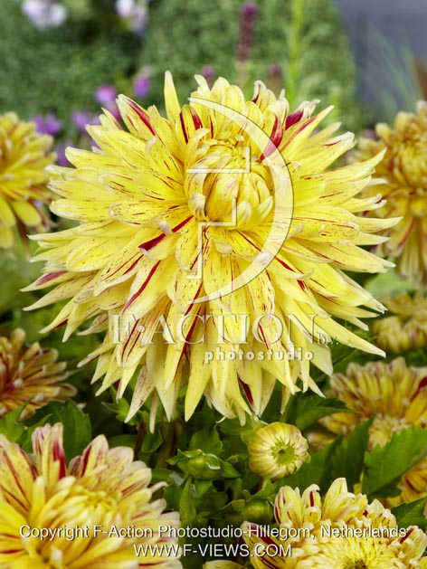 botanic stock photo Dahlia