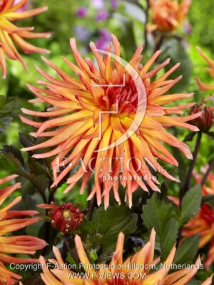 botanic stock photo Dahlia
