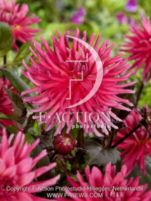 botanic stock photo Dahlia