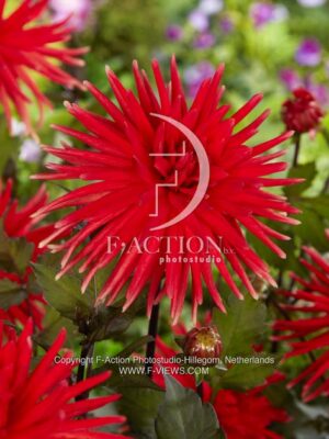 botanic stock photo Dahlia