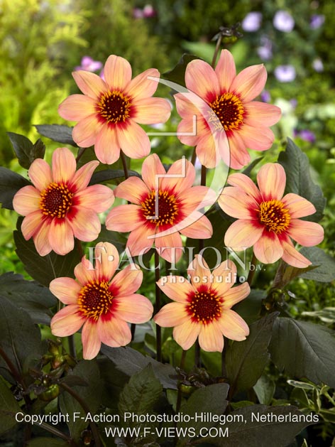 botanic stock photo Dahlia