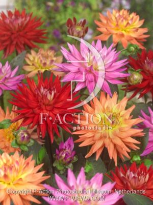 botanic stock photo Dahlia
