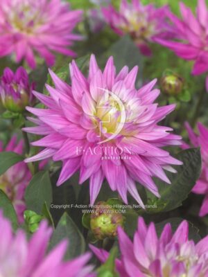 botanic stock photo Dahlia