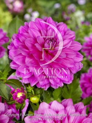 botanic stock photo Dahlia
