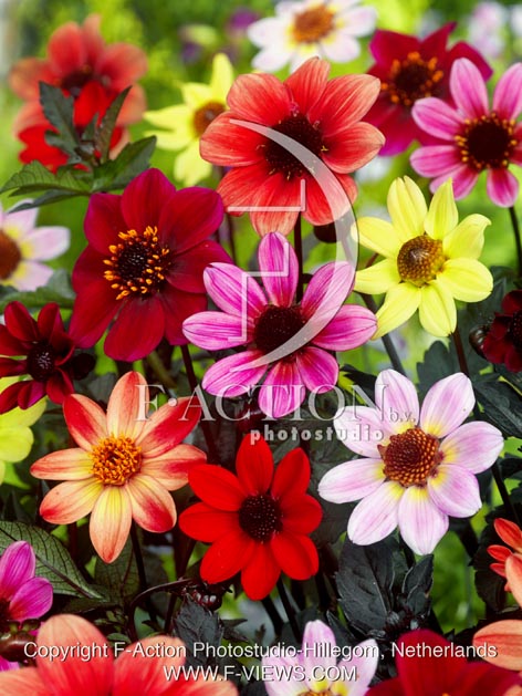 botanic stock photo Dahlia