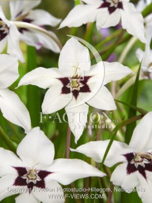 botanic stock photo Acidanthera