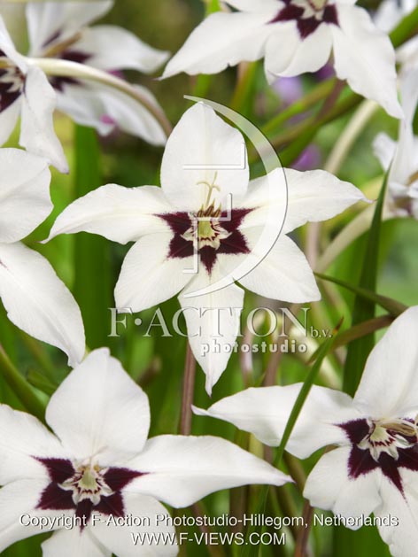 botanic stock photo Acidanthera