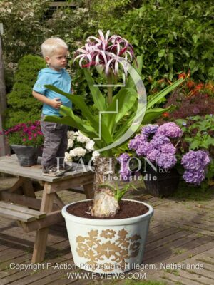 botanic stock photo Crinum
