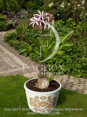 botanic stock photo Crinum
