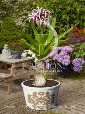 botanic stock photo Crinum