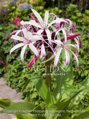 botanic stock photo Crinum