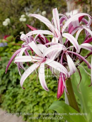 botanic stock photo Crinum