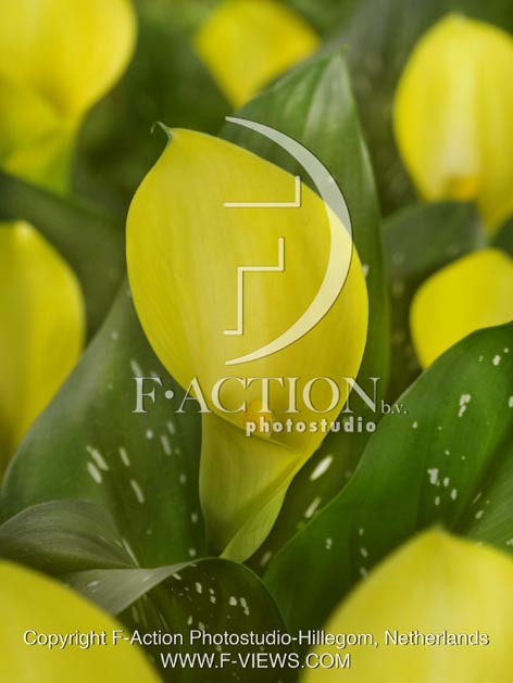 botanic stock photo Zantedeschia