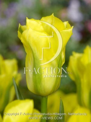 botanic stock photo Tulipa