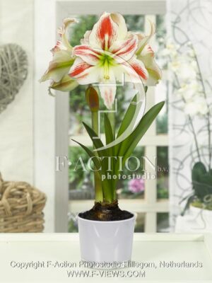 botanic stock photo Hippeastrum