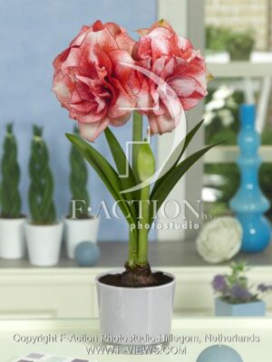 botanic stock photo Hippeastrum