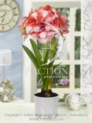 botanic stock photo Hippeastrum